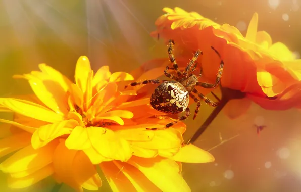 Picture yellow, flowers, macro, background, bokeh, petals, orange, web