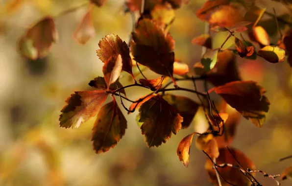 Picture autumn, macro, foliage, branch, Janet рhotography