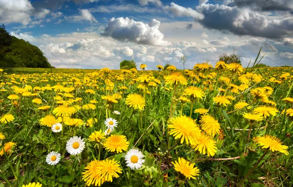 Field, the sky, flowers, spring, meadow, dandelions, nature