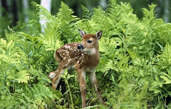Picture summer, grass, fawn