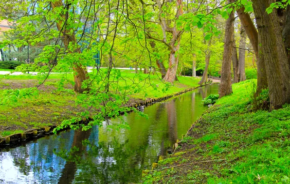 Brook, park, tree, spring