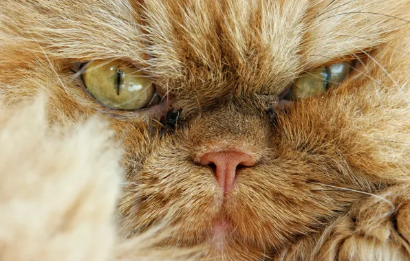 Picture cat, look, muzzle, angry, Persian cat