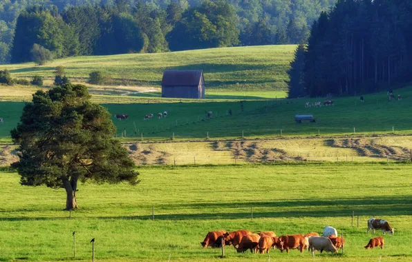 Greens, field, forest, summer, light, tree, hills, spring