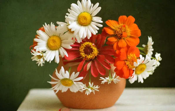 Chamomile, texture, a bunch, zinnia