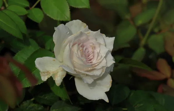 Leaves, drops, roses, petals, buds