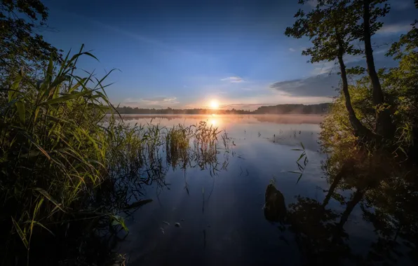 Picture trees, lake, sunrise, dawn, morning, reed, Russia, Shaturskaya lake