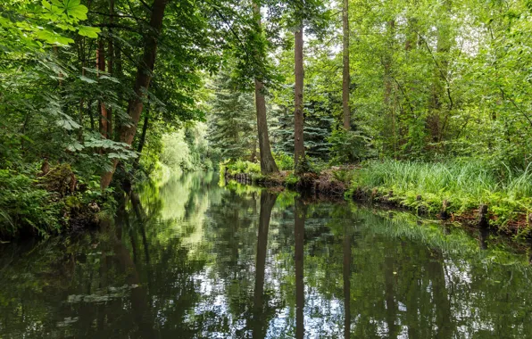 Picture forest, Germany, river, Spreewald