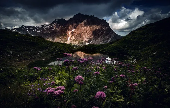 Flowers, mountains, night