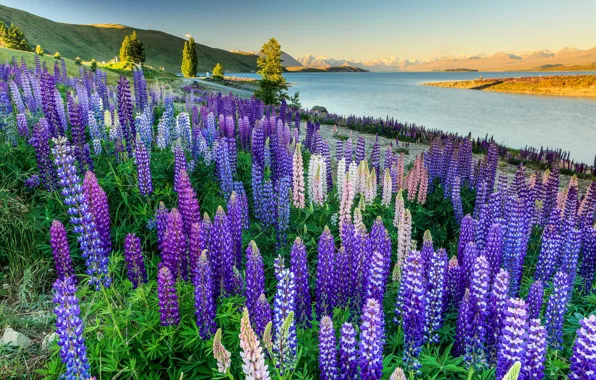 Field, summer, trees, flowers, mountains, lake, shore, bright