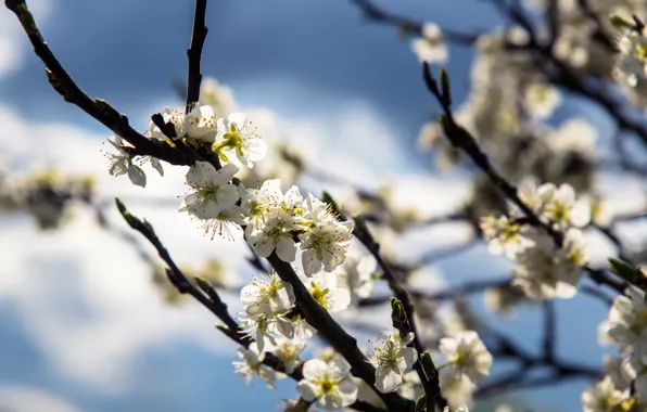 Light, flowers, branches, cherry, blur, spring, white, flowering