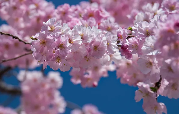 Spring, petals, Sakura, flowering