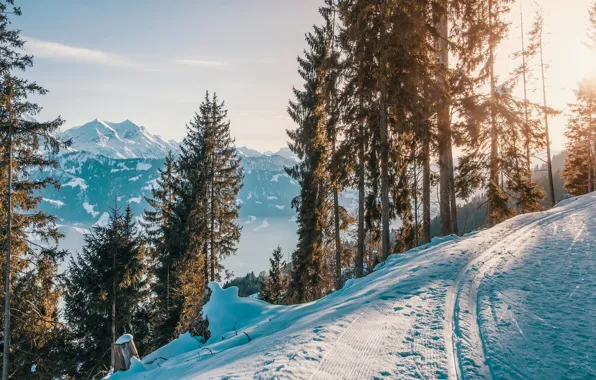 Picture winter, forest, the sun, snow, trees, mountains, trails, slope