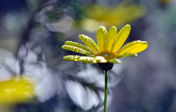 Picture flower, drops, petals