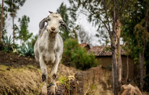 Picture nature, background, goat