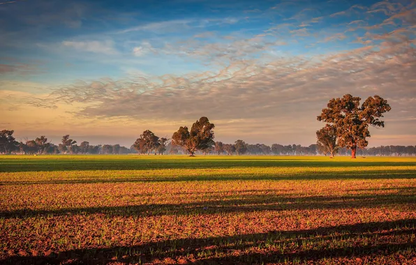 Field, the sky, clouds, trees