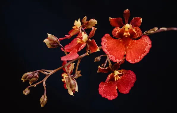 Picture macro, branches, red, the dark background, Orchid