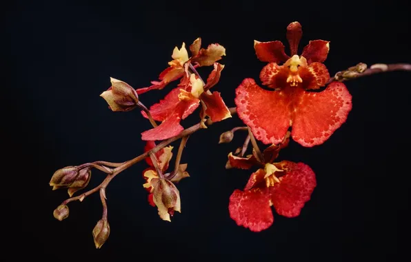 Picture macro, the dark background, branch, red, orchids