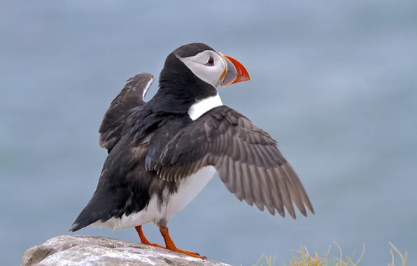 Picture nature, bird, Puffin