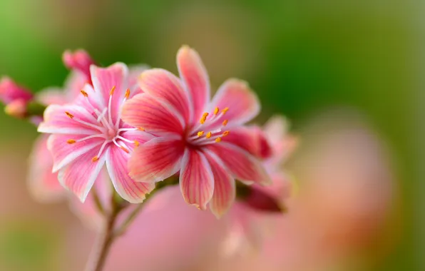 Macro, nature, plant, petals, inflorescence