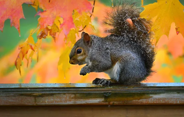 Autumn, leaves, grey, Board, protein, muzzle, sitting, squirrel