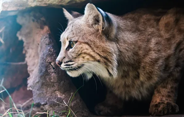 Nature, animal, wildlife, Bobcat