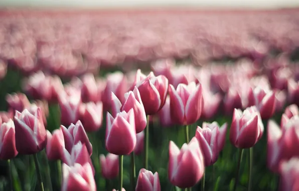 Flowers, meadow, tulips