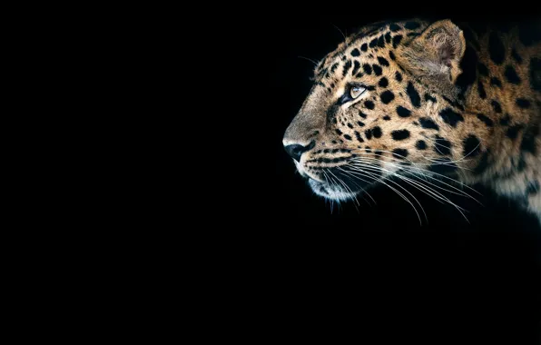 Look, predator, Cheetah, black background, wild cat, big cat