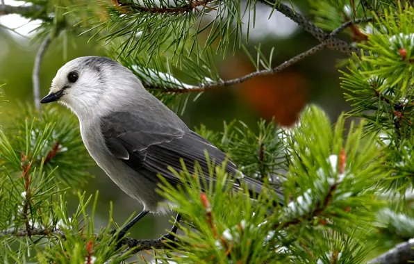 Picture grey, mountain, Nightingale