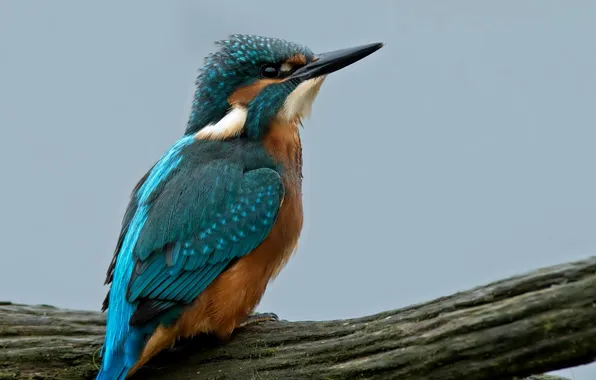 Bird, blue, tree, branch, Kingfisher