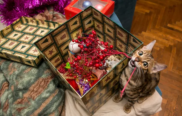 Cat, cat, look, pose, berries, room, box, branch