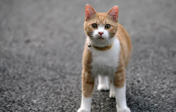 Cat, asphalt, collar
