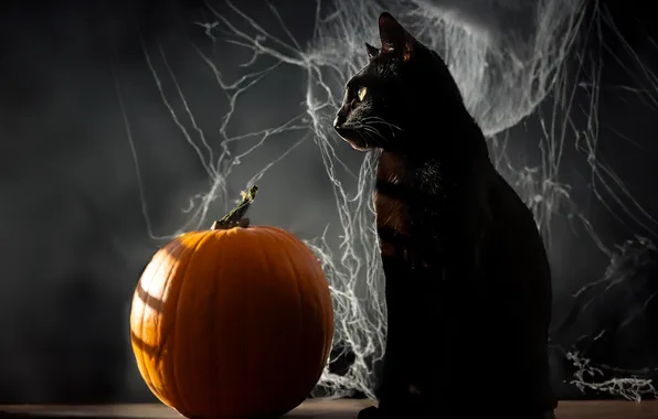 Autumn, cat, cat, look, pose, pumpkin, Halloween, Halloween