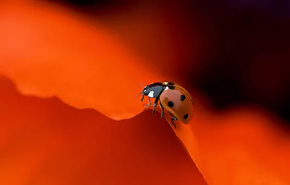 Picture colorful, flower, macro, orange, animal, petals, insect, Ladybug