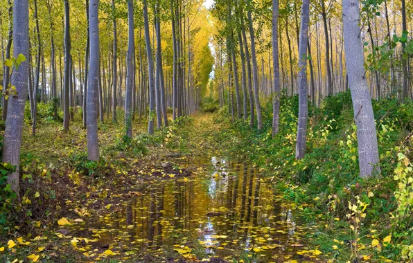 Picture autumn, forest, water, grove, aspen