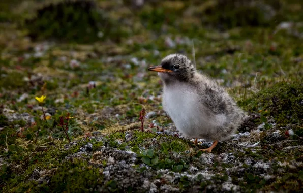 Picture chick, Arctic tern, Nadezhda Demkina