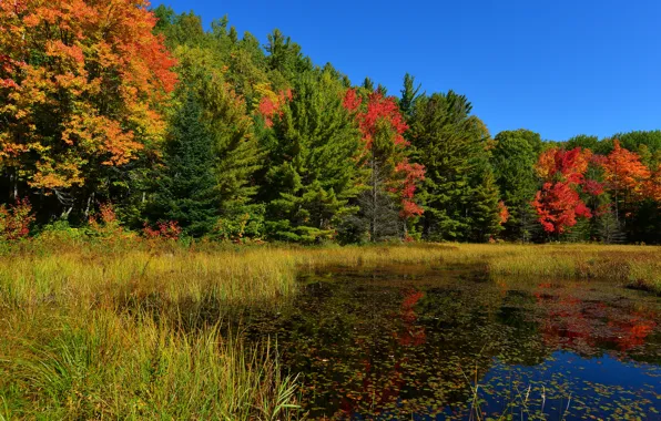 Autumn, forest, the sky, grass, trees, pond
