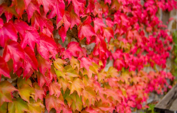Autumn, stones, ivy, on the wall, building