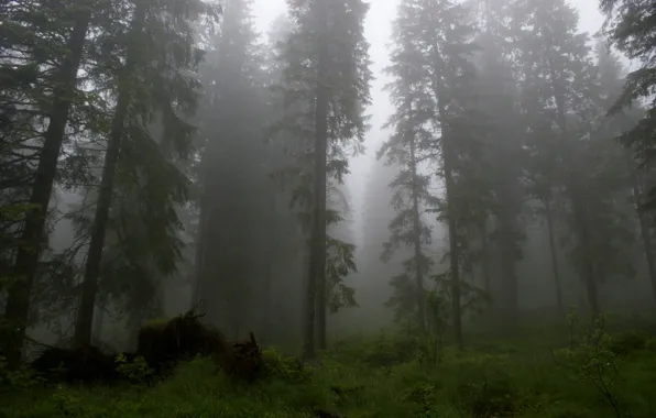 Picture forest, trees, nature, fog