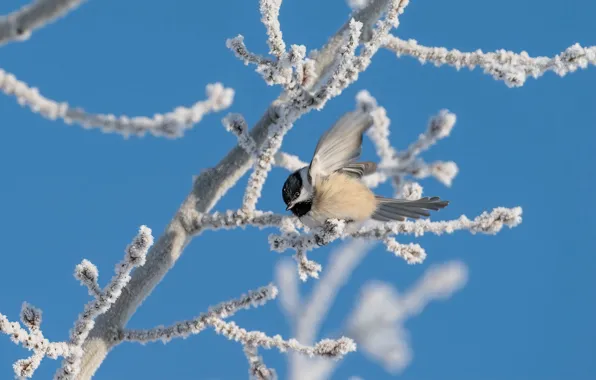 Winter, frost, snow, branches, tree, bird, frost, tit