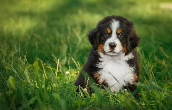 Grass, puppy, mountain dog