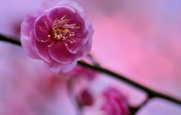 Flower, macro, sprig, tree, pink, petals, blur, Drain
