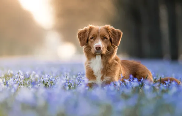 Picture forest, look, face, light, flowers, nature, background, glade