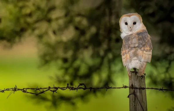 Owl, bird, foliage, the fence, wire, post, the barn owl