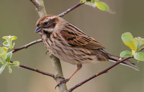 Nature, sheet, bird, branch, beak, tail, reed Bunting