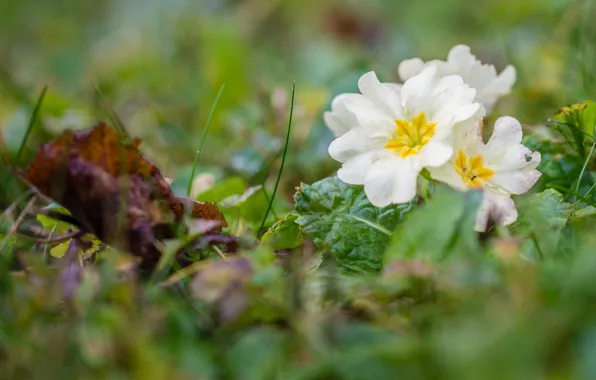 Grass, flowers, glade, spring, white, bokeh, Primula, primrose