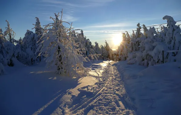 Winter, forest, light, snow, morning