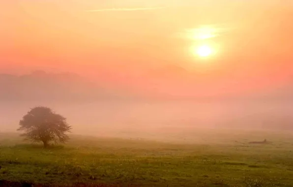 Picture fog, morning, field, nature
