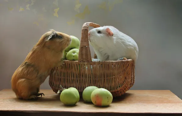 Picture animals, summer, basket, apples, August, rodents, Guinea pigs