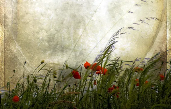 Picture flowers, style, Maki