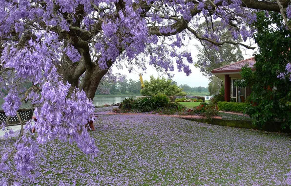 Picture flowers, house, tree